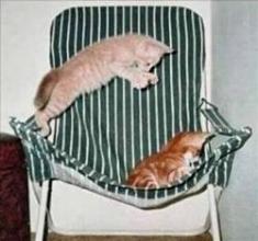 cats-chair.jpg